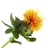 safflower_small