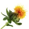 Safflower